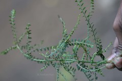 Phyllanthus fraternus